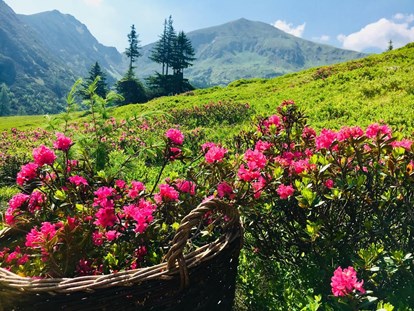 Wanderurlaub - Familienwanderung - Almrauschblüte bei unserer Hotelwanderung - Panoramahotel Gürtl